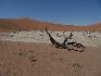 19  deadvlei.jpg